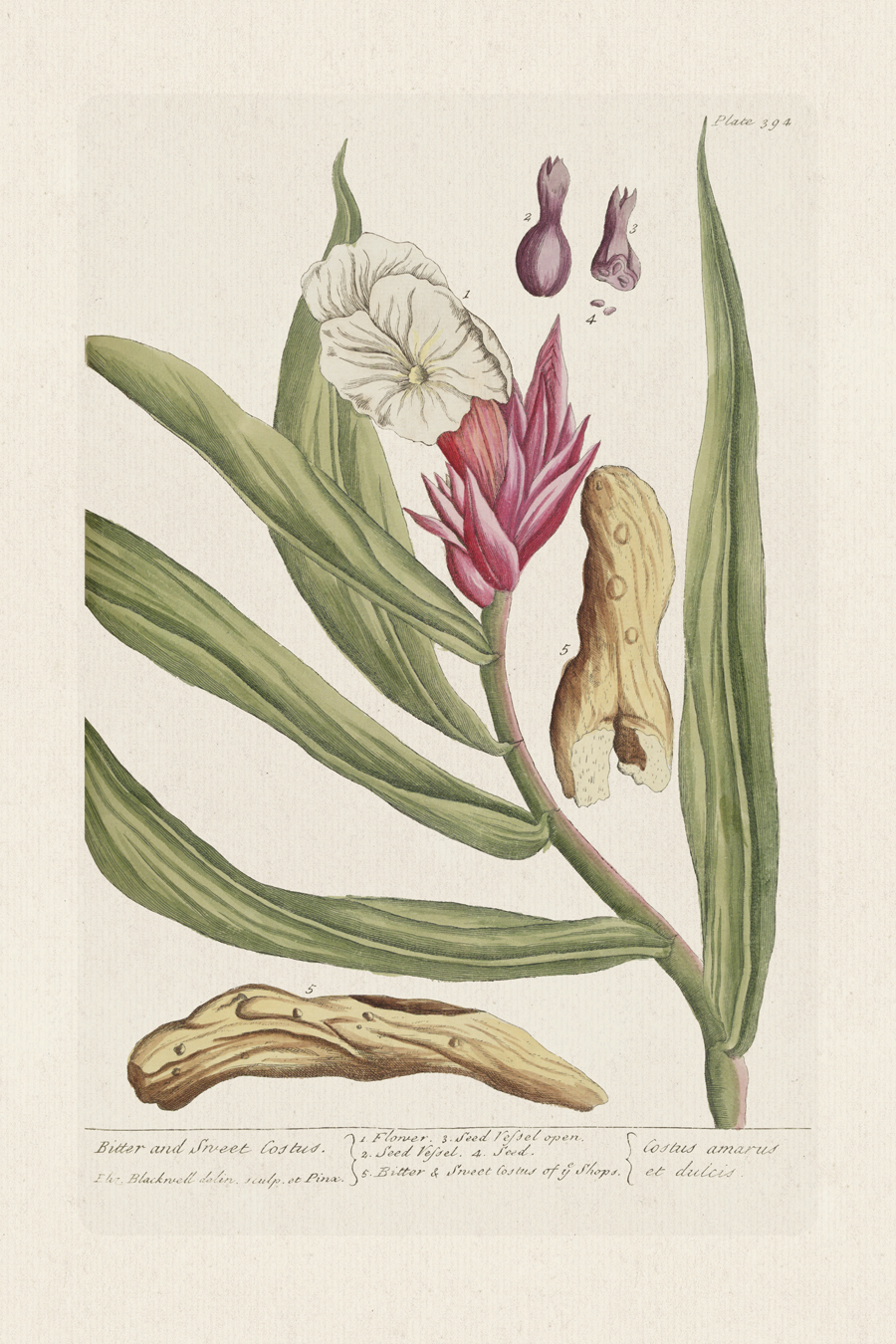 BEE 394 Bitter & Sweet Costus